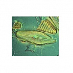 LodeStars 2.7 Streptavidin 2ml